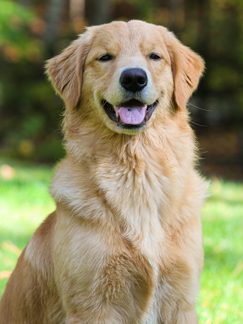 goldenretrievermuseo